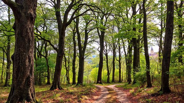 Guide complet pour des travaux forestiers efficaces à Rambervillers